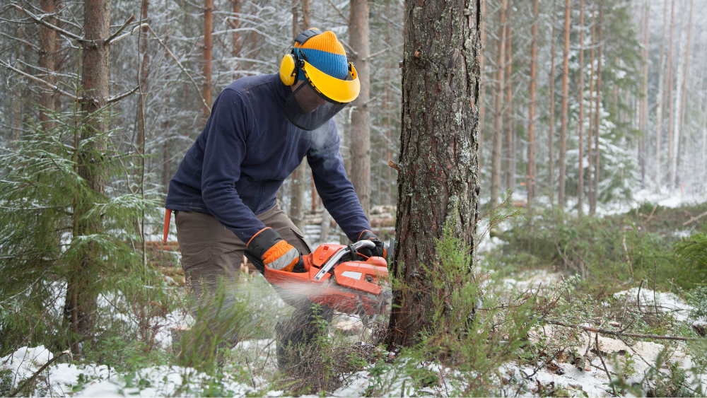 Image Quand couper le bois de chauffage avec la lune​ ?